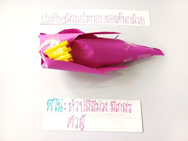 Project Approach เรื่อง ต้นกล้วย