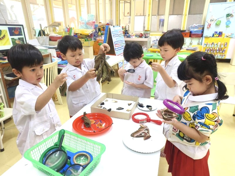 Project Approach เรื่อง ผีเสื้อ